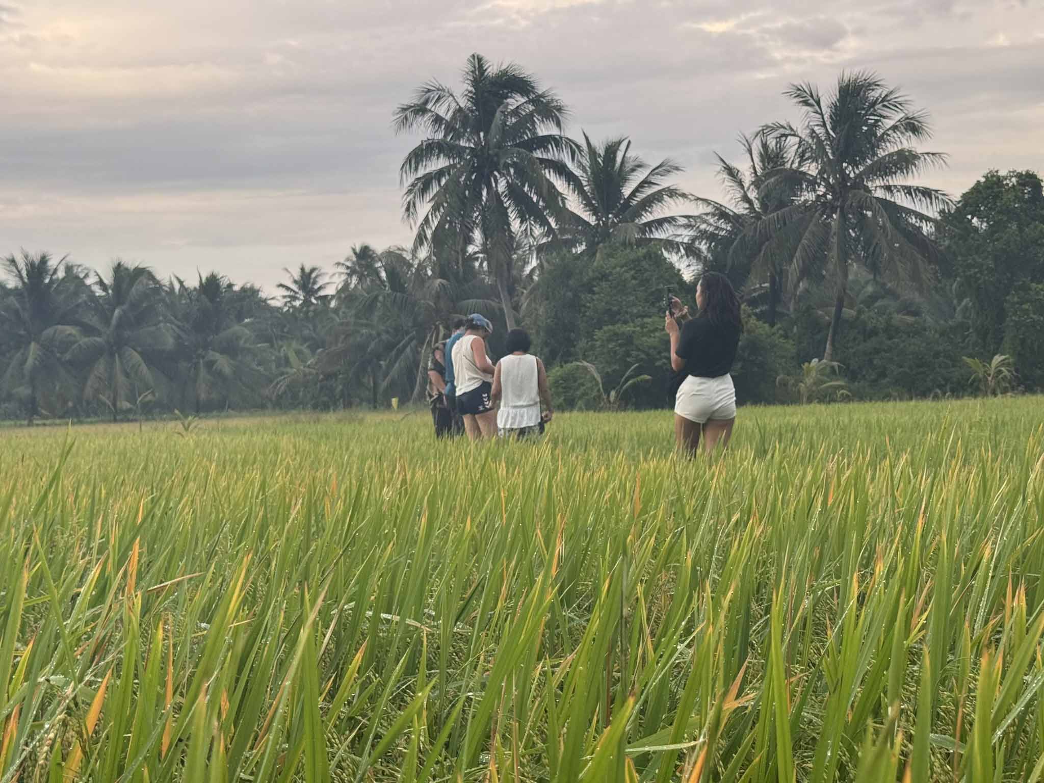 Life in the Mekong Delta - rice fields in Tra Vinh