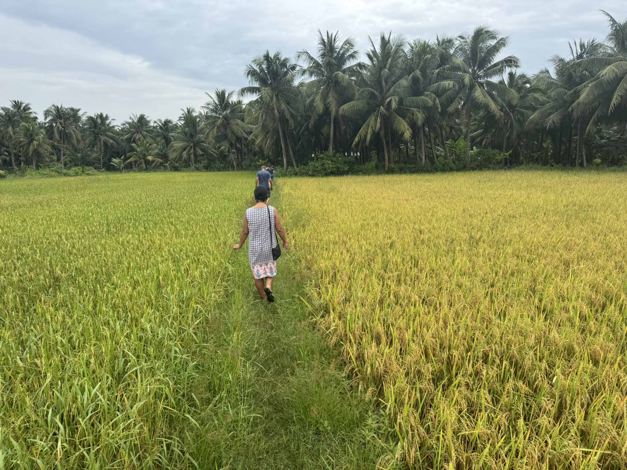 Mekong Delta people - rice fields in Tra Vinh