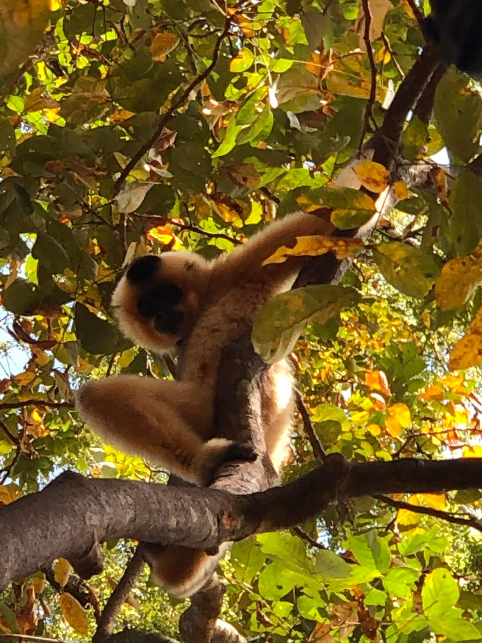 Gibbon in the trees at Cat Tien National Park
