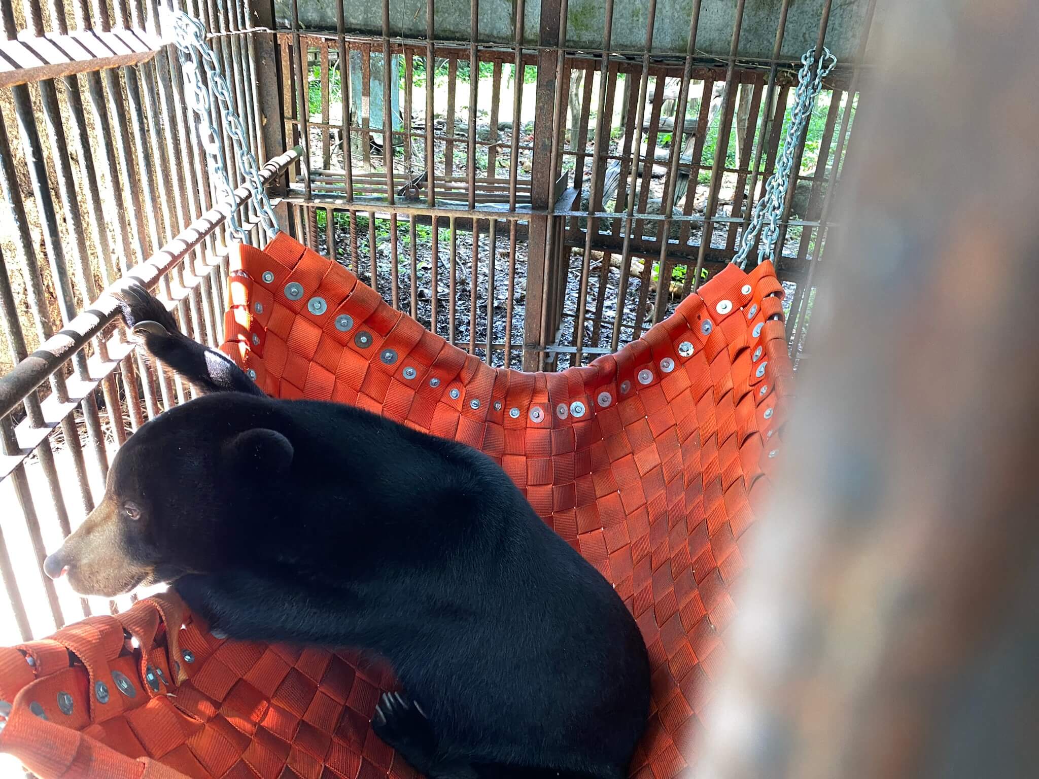 Sun bear at the bear rescue center in Cat Tien