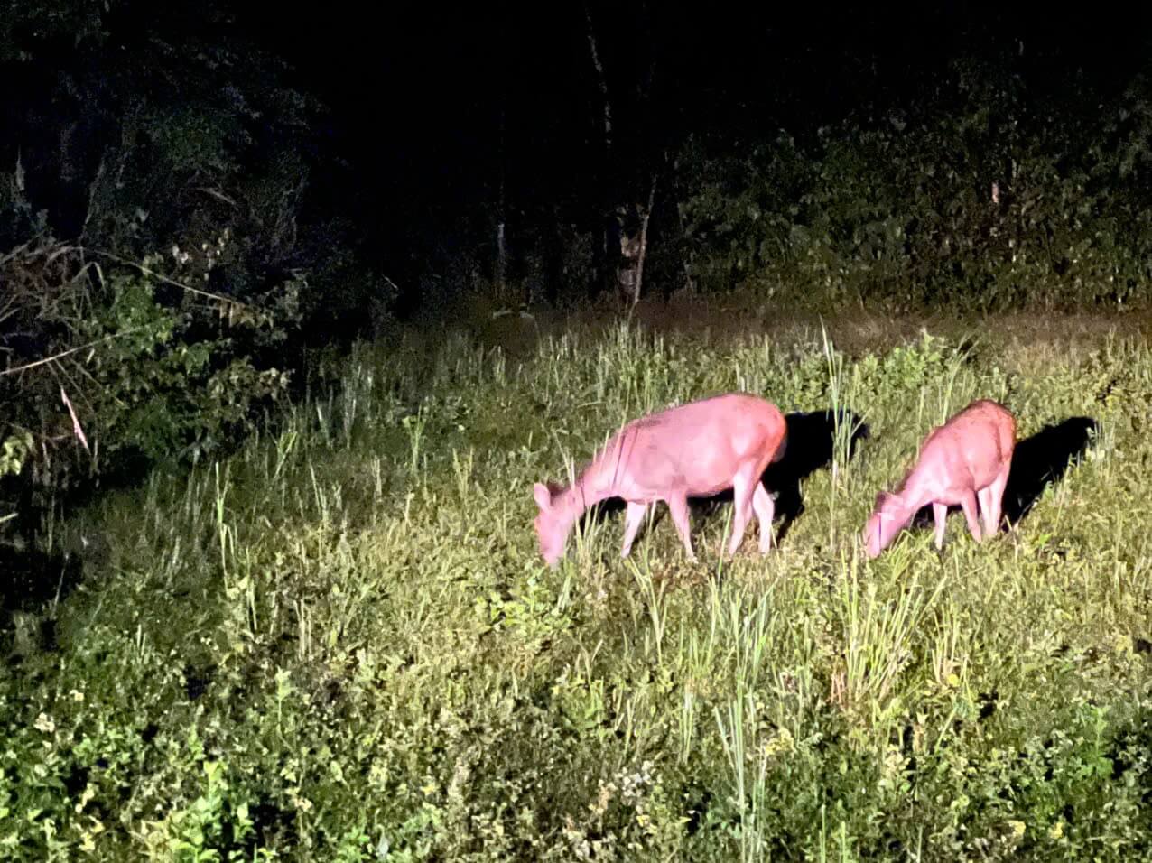 Cat Tien night safari - deer spotted under a spotlight