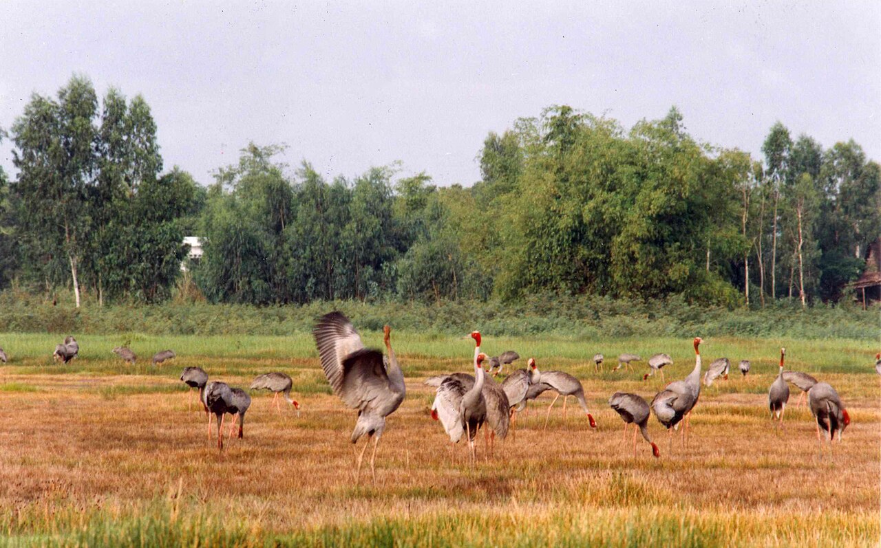 Sarus cranes at Tram Chim, a Ramsar site in Vietnam