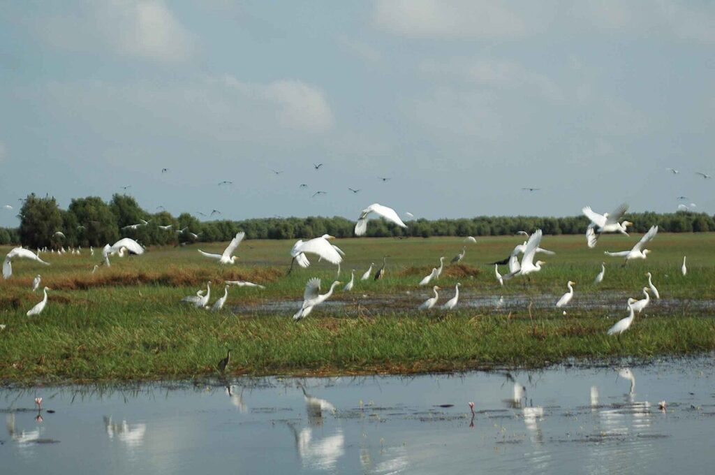 Ramsar sites in Vietnam - water birds at Tram Chim National Park