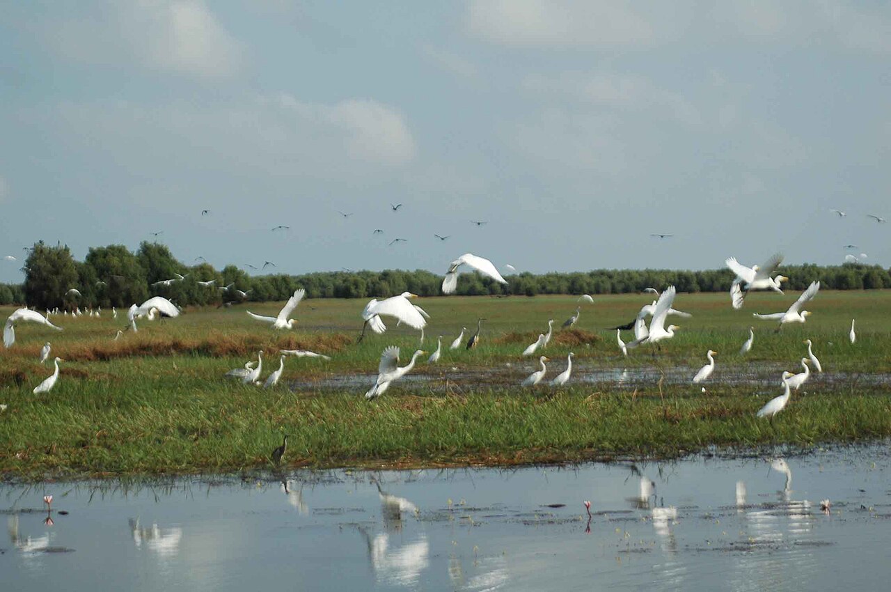 Ramsar sites in Vietnam - water birds at Tram Chim National Park